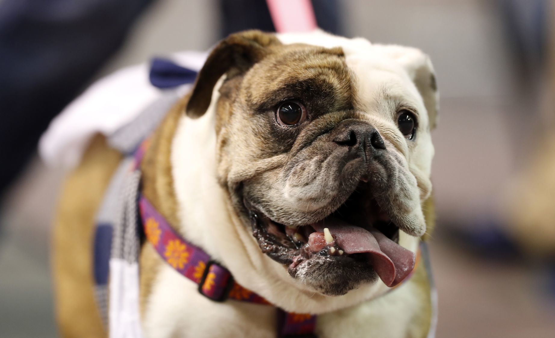 042617AP--Drake-Beautiful-Bulldogs-18